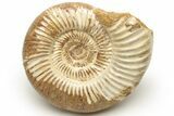 Jurassic Ammonite (Perisphinctes) - Madagascar #227593-1